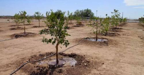 کاشت ۲۰۰۰ اصله درخت میوه در روستای مسگرآباد تهران