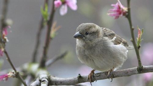 افزایش ۳۵ درصدی نرخ بلیت بازدید از باغ پرندگان
